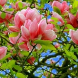 Magnolija: kako saditi i brinuti o njoj na krimu, u sibiru, na uralu, u srednjoj traci, fotografije u pejzažnom dizajnu